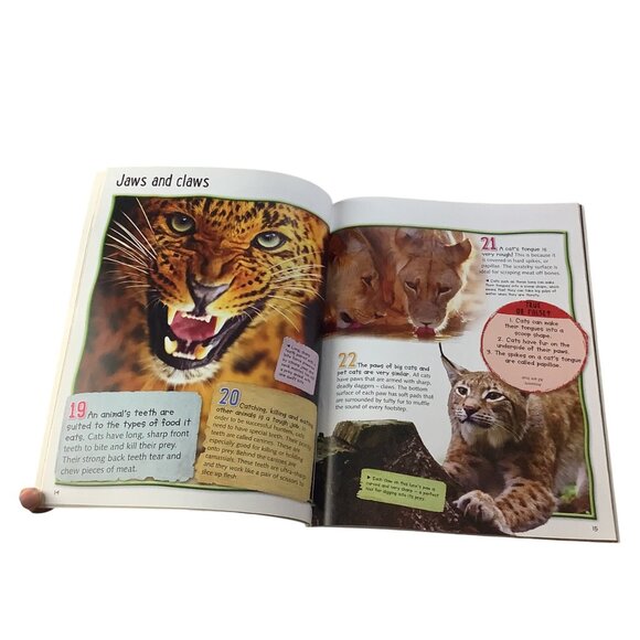 100 Facts Big Cats Book By Miles Kelly Illustrated Paperback 2022 Edition - Picture 5 of 6